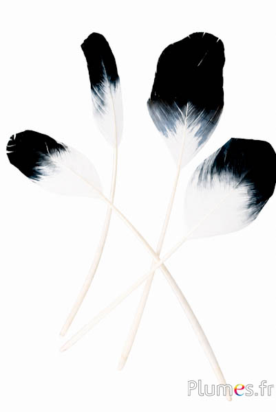 Panicule Oie pointe noire - 25-30 cm - blanc